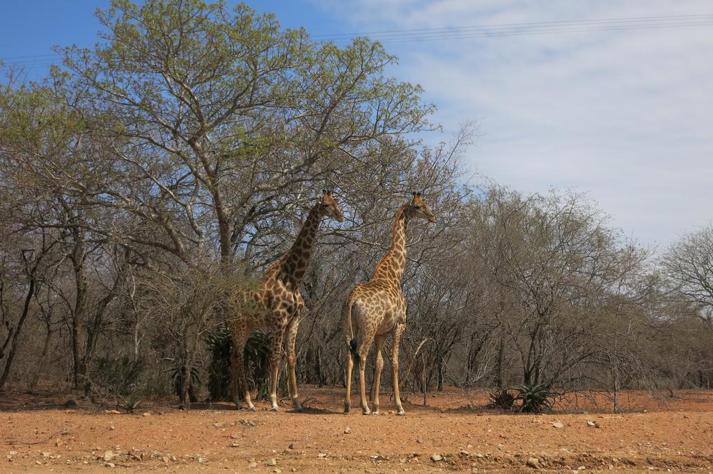 Treetops Marloth Park Exteriér fotografie