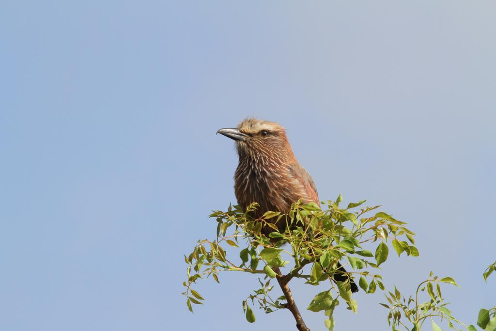 Treetops Marloth Park Exteriér fotografie